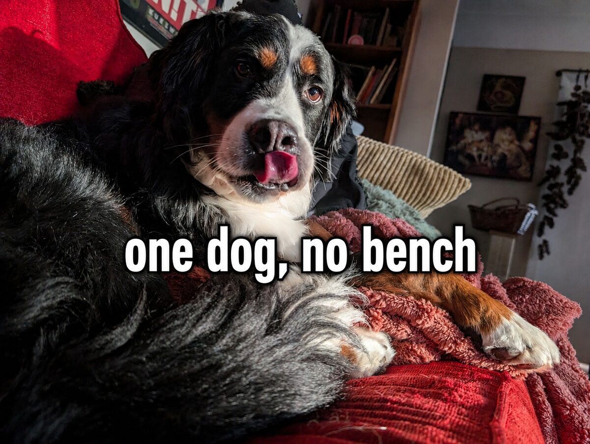 One dog, no backup